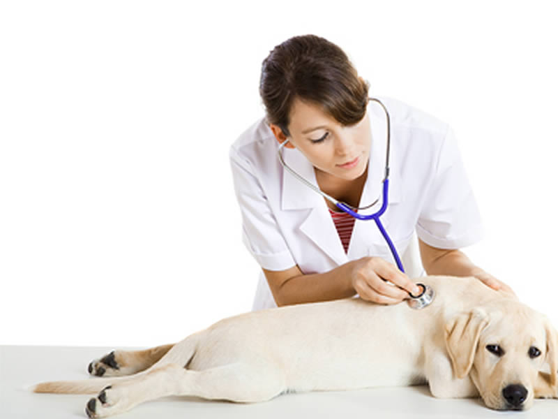 Clinica Veterinaria Salerno