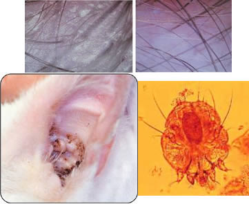 dermoscopia veterinaria