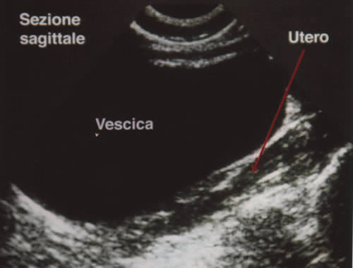 ecografia veterinaria