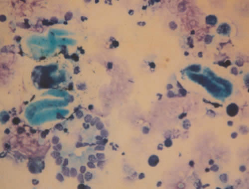 laboratorio analisi veterinarie