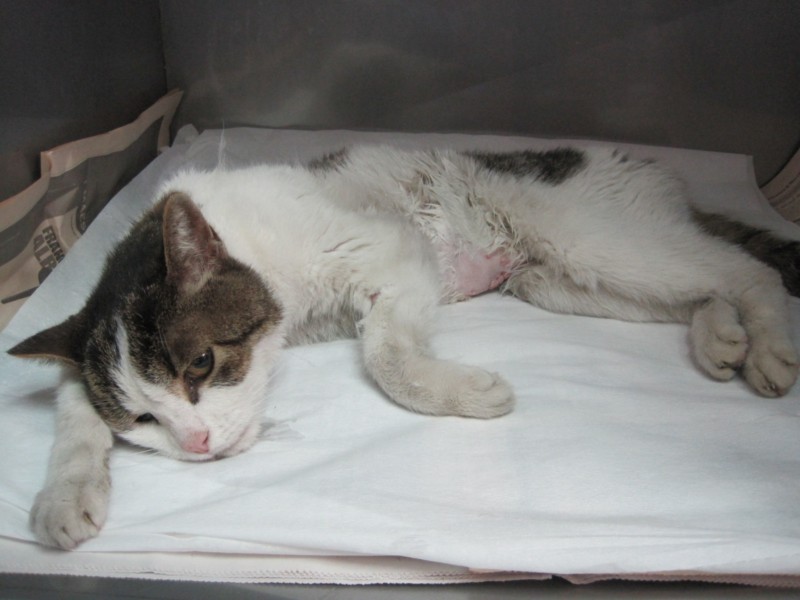 Linfoma Renale Gatto Veterinario Online Notizie Veterinarie