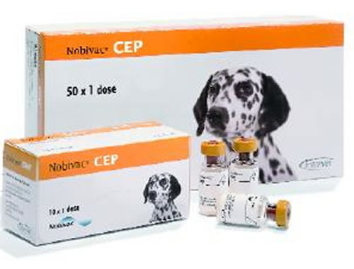 Medicina interna veterinaria