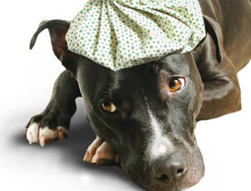 Vaccinazione veterinaria